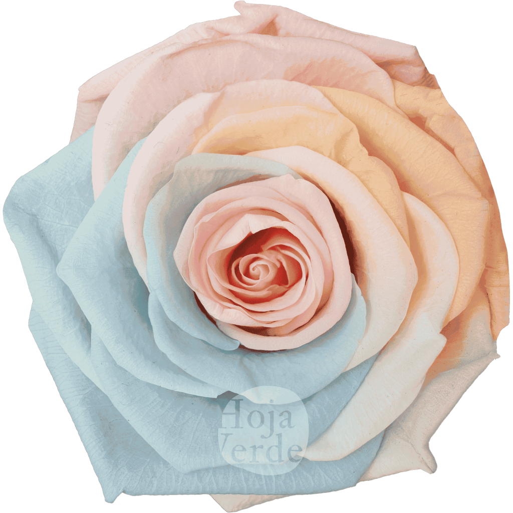 Discover Pastel Rainbow by Hoja Verde, preserved and tinted Ecuadorian rose in delicate pastel multicolor