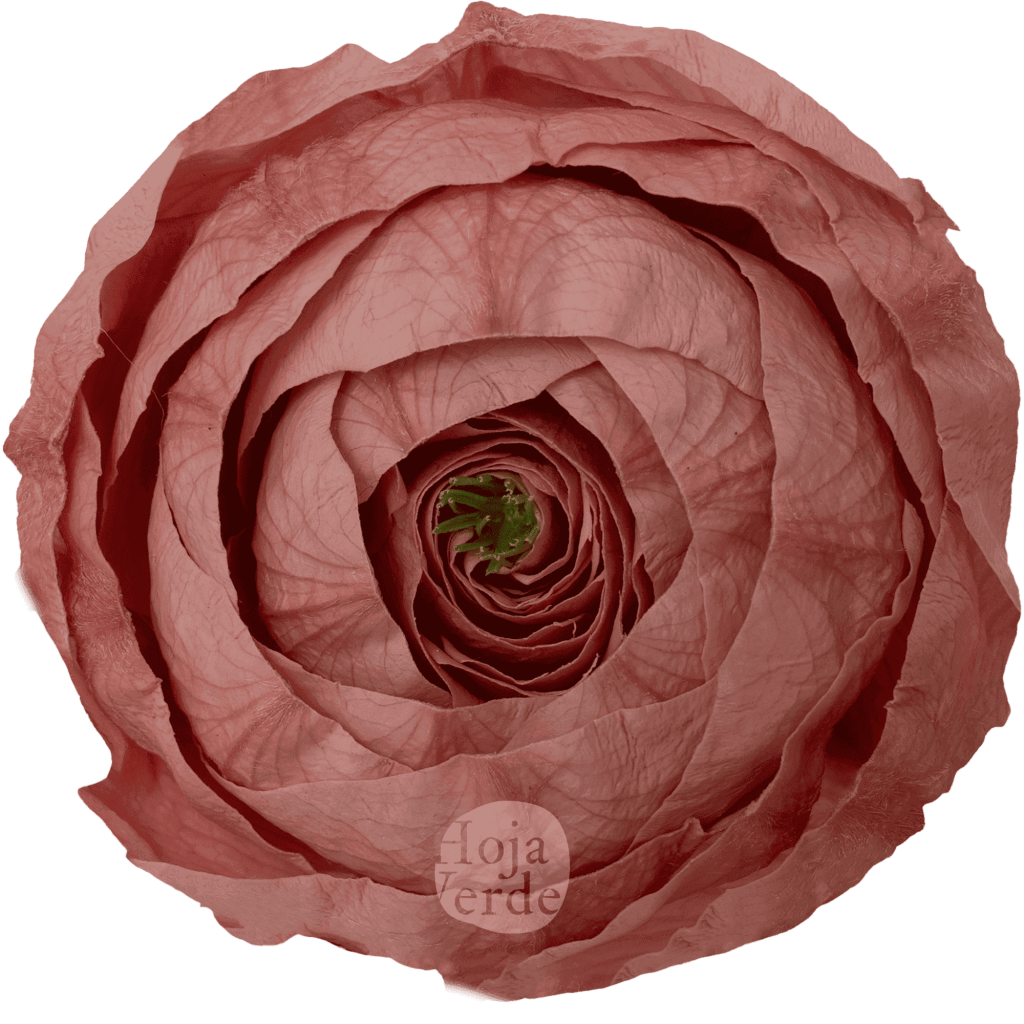 Hoja Verde preserved Ranunculus from Ecuador