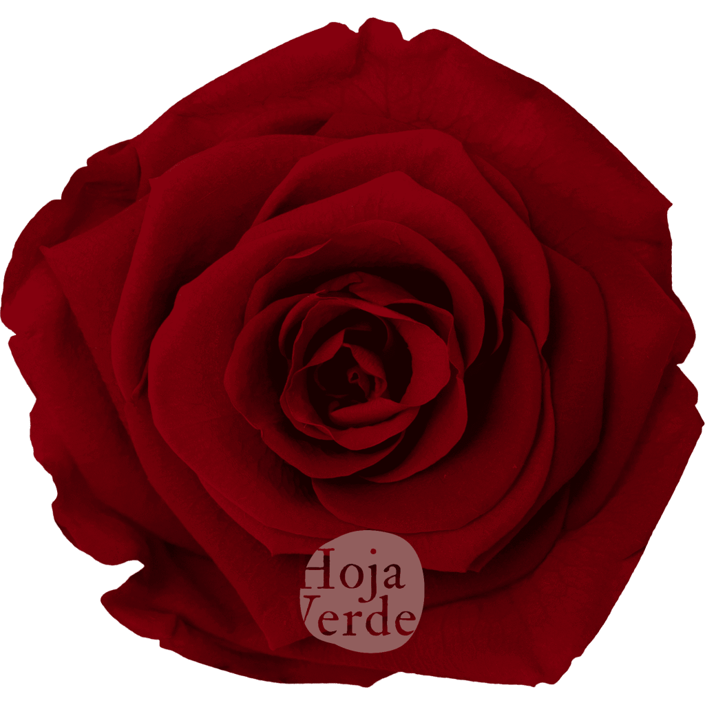 Red by Hoja Verde, Ecuadorian Preserved & Tinted Rose