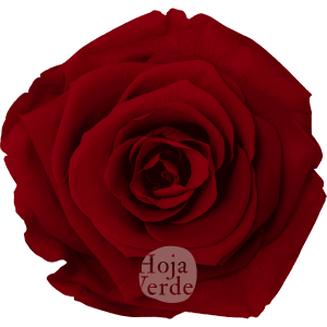 Red by Hoja Verde, Ecuadorian Preserved & Tinted Rose