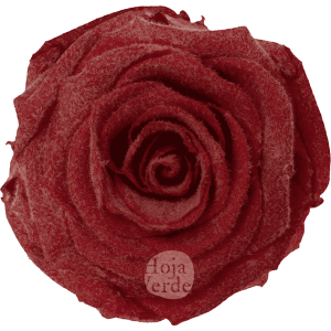 Teddy Reddish White preserved rose, red tinted base with white velvety, fluffy coating by Hoja Verde.