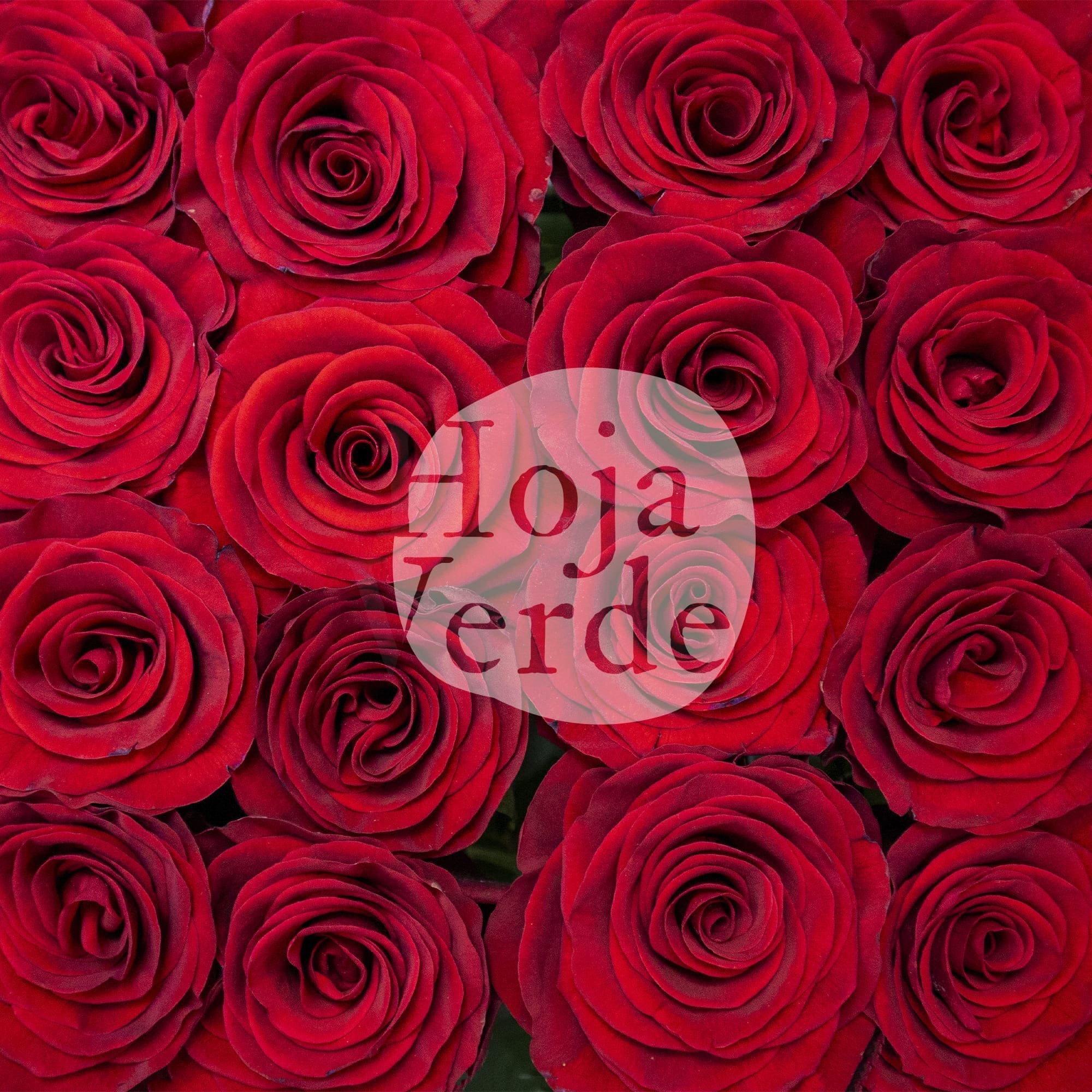 Rediant, Ecuadorian rose — deep vibrant red rose by Hoja Verde