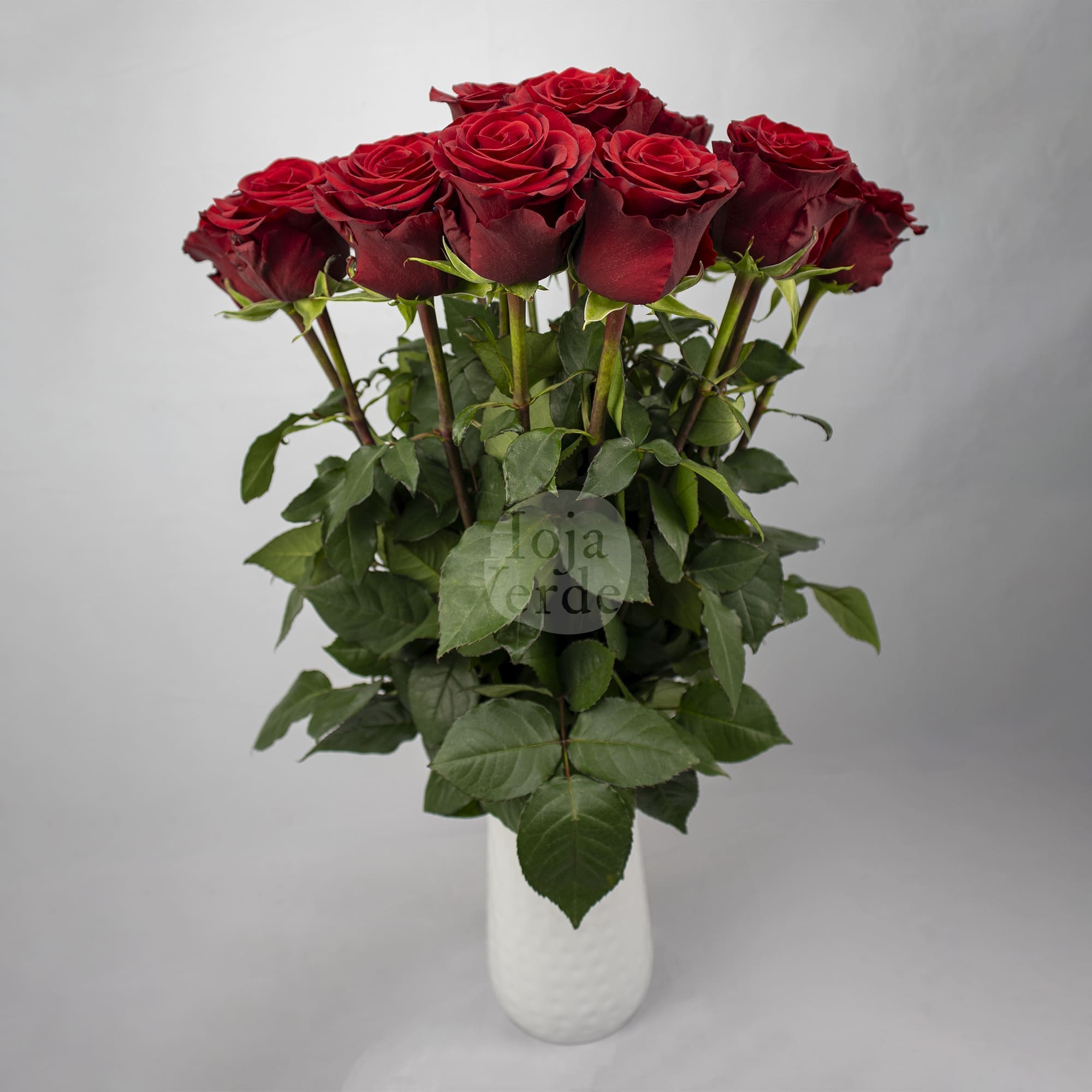Rediant, Ecuadorian rose — deep vibrant red rose by Hoja Verde