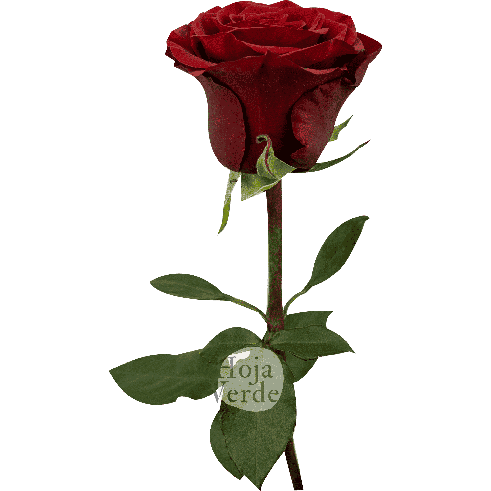 Rediant, Ecuadorian rose — deep vibrant red rose by Hoja Verde