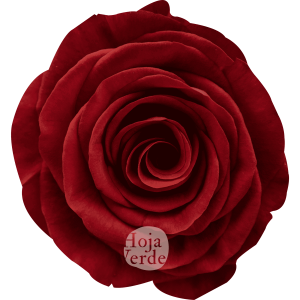 Rediant, Ecuadorian rose — deep vibrant red rose by Hoja Verde