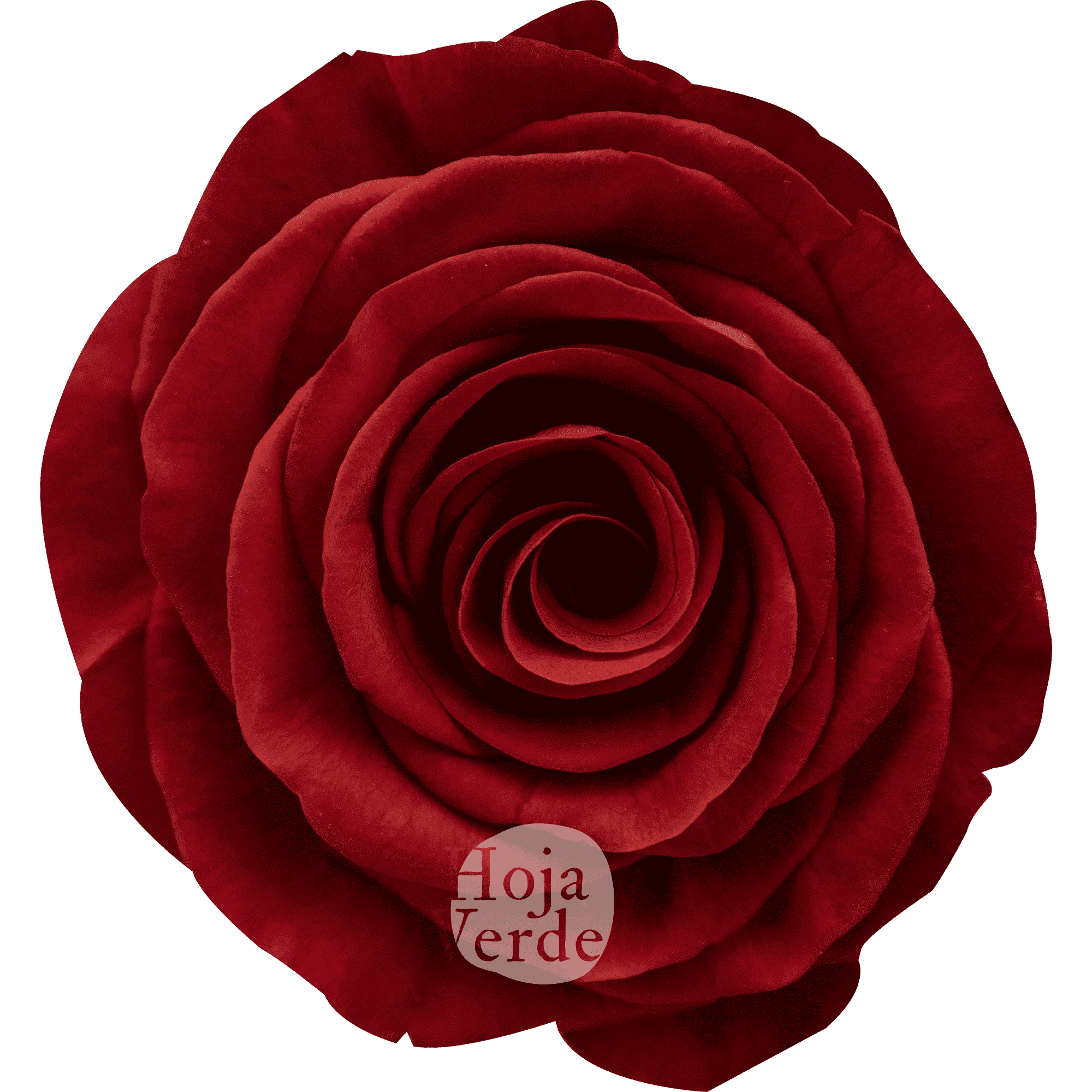 Rediant, Ecuadorian rose — deep vibrant red rose by Hoja Verde