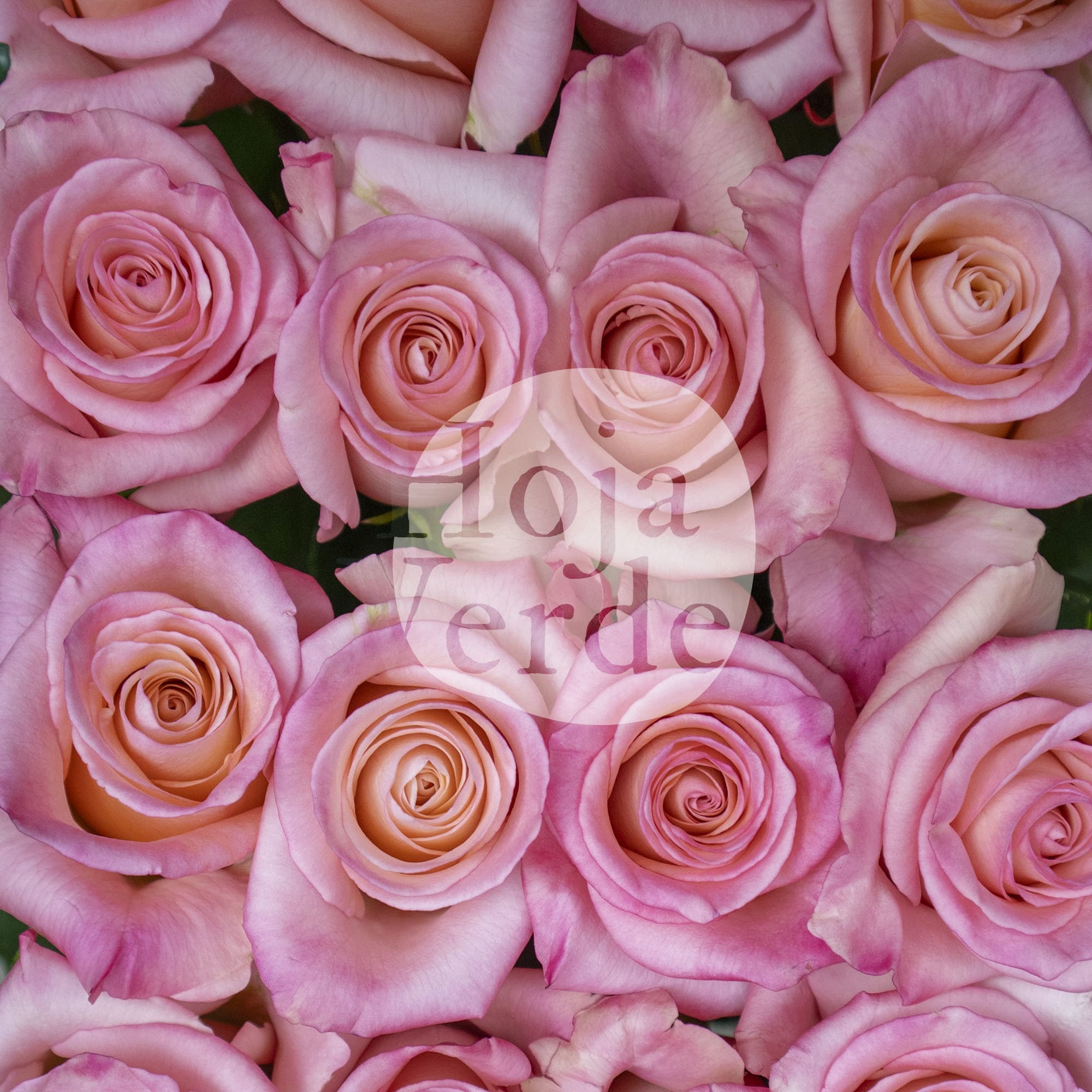 Rhoslyn, Ecuadorian rose by Hoja Verde — soft pink with a peach center