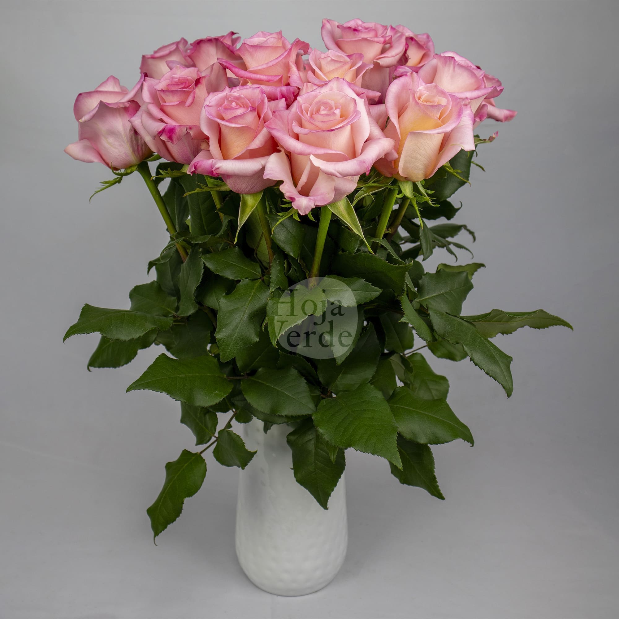 Rhoslyn, Ecuadorian rose by Hoja Verde — soft pink with a peach center