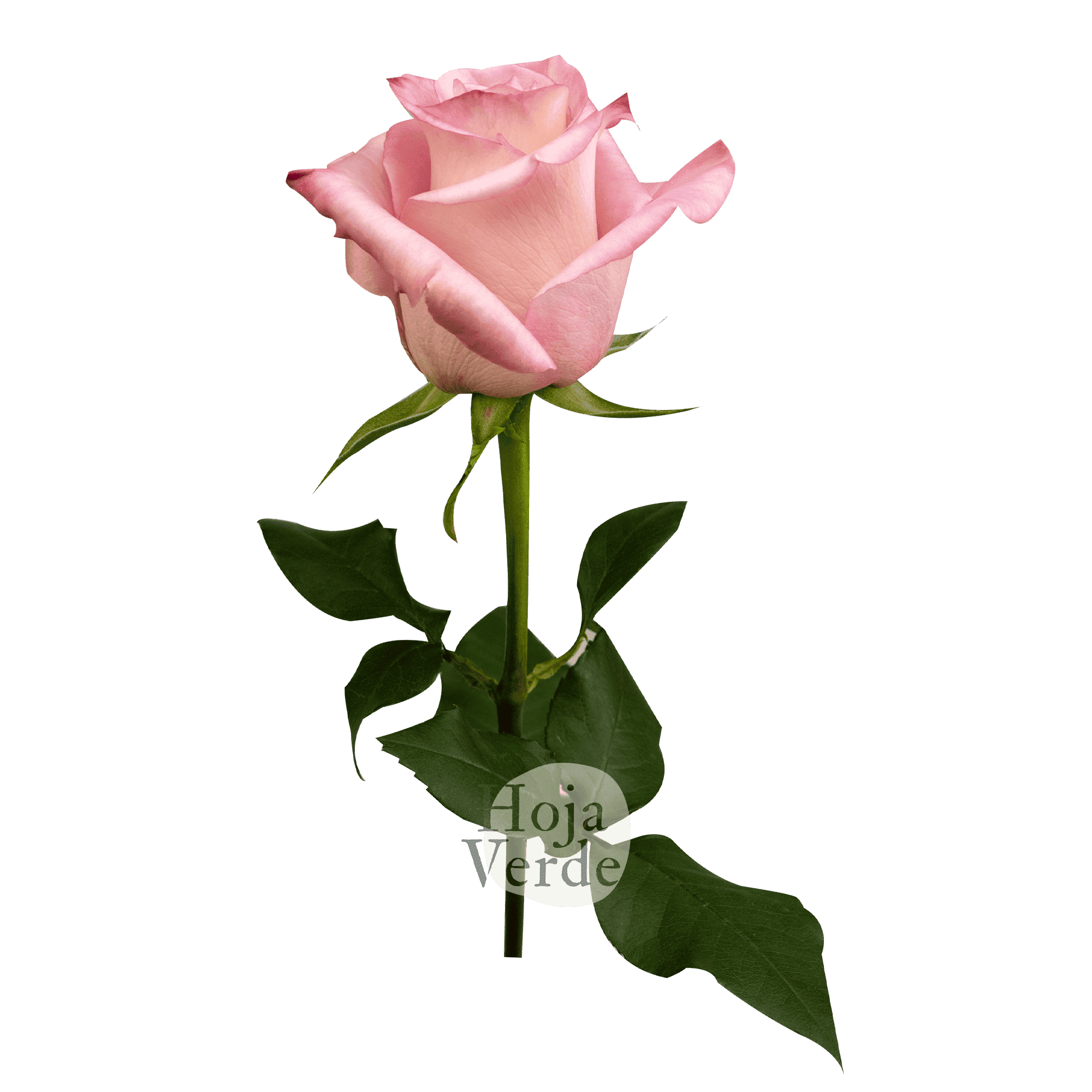 Rhoslyn, Ecuadorian rose by Hoja Verde — soft pink with a peach center
