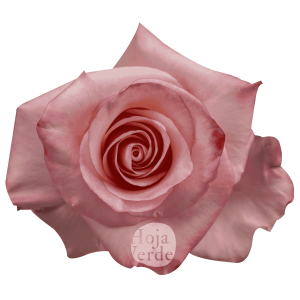 Rhoslyn, Ecuadorian rose by Hoja Verde — soft pink with a peach center