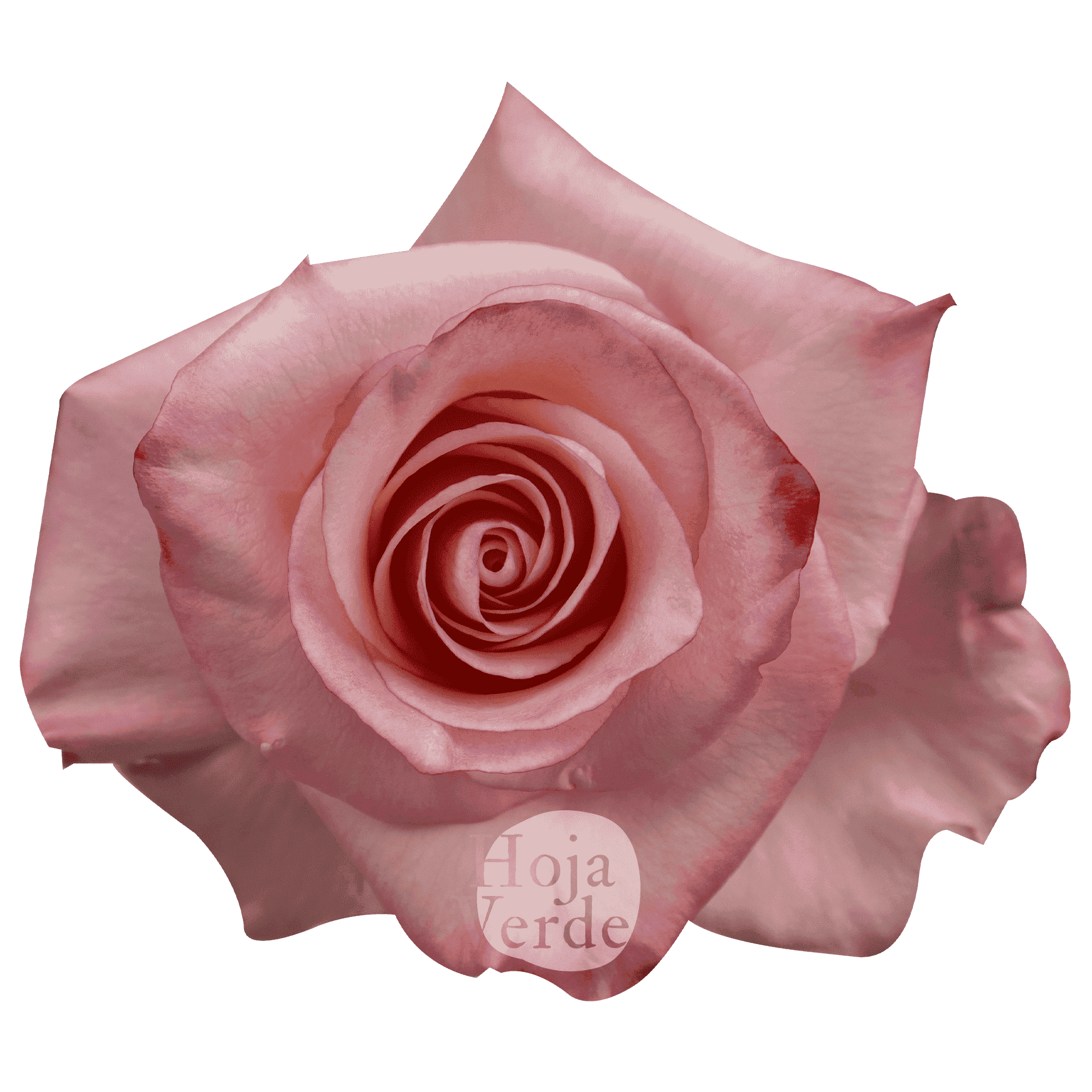 Rhoslyn, Ecuadorian rose by Hoja Verde — soft pink with a peach center