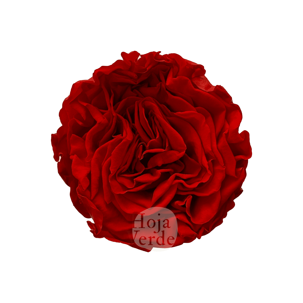 Romantic Shape Preserved Rose by Hoja Verde