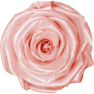 Discover Rosewood Glow by Hoja Verde, preserved Ecuadorian rose in soft light pink pastel