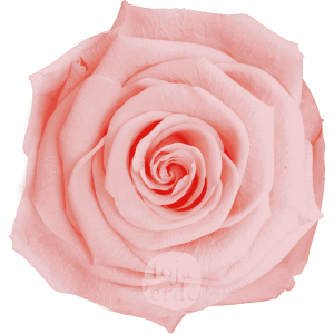 Rosewood by Hoja Verde, Ecuadorian Preserved & Tinted Rose in soft pastel pink
