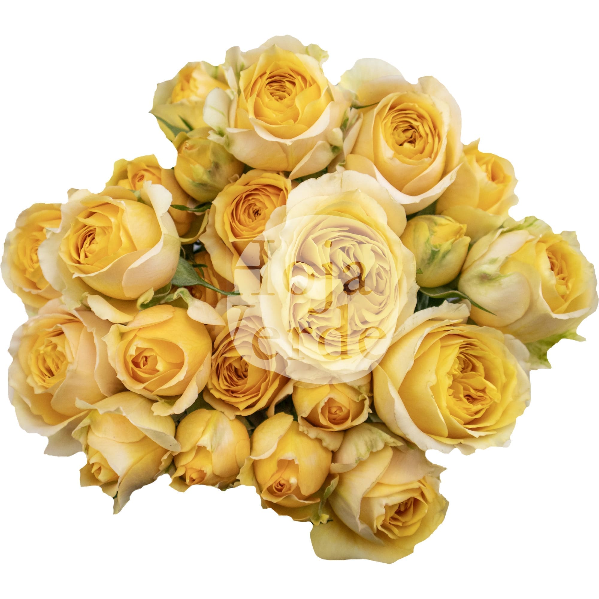 Royal Reserve, Ecuadorian bright yellow spray rose by Hoja Verde