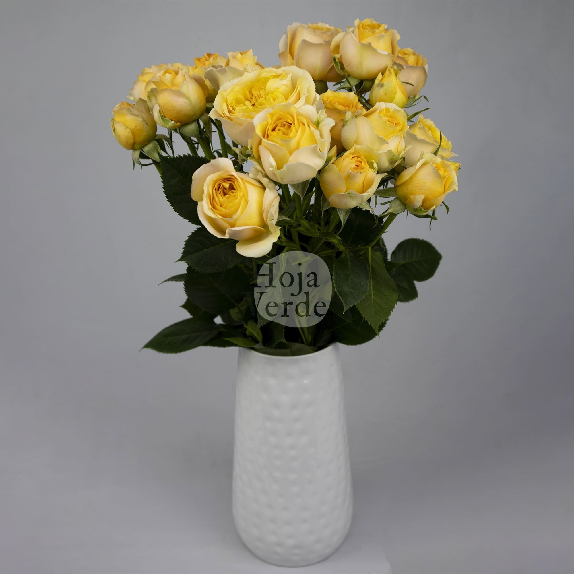 Royal Reserve, Ecuadorian bright yellow spray rose by Hoja Verde