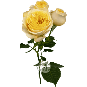 Royal Reserve, Ecuadorian bright yellow spray rose by Hoja Verde