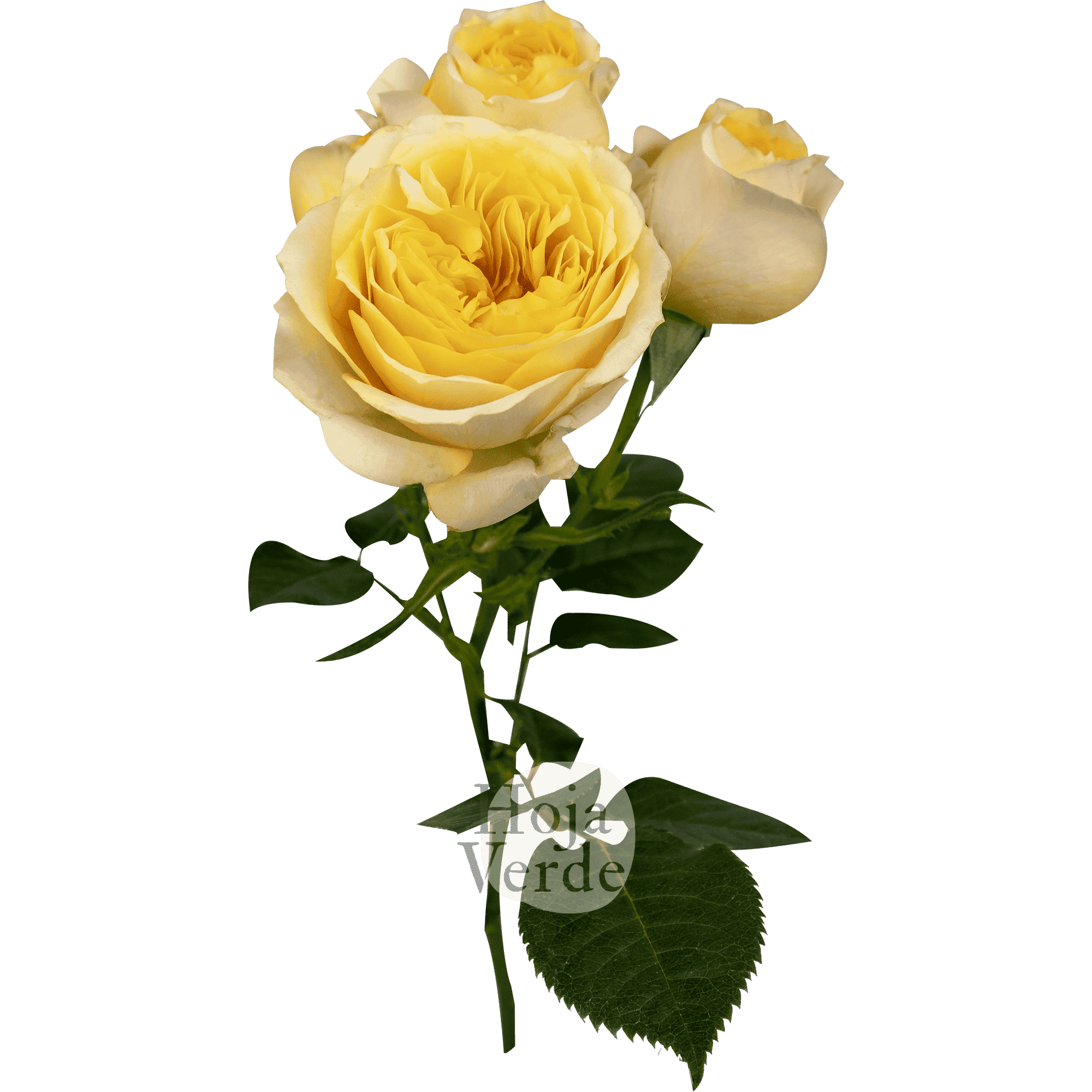 Royal Reserve, Ecuadorian bright yellow spray rose by Hoja Verde