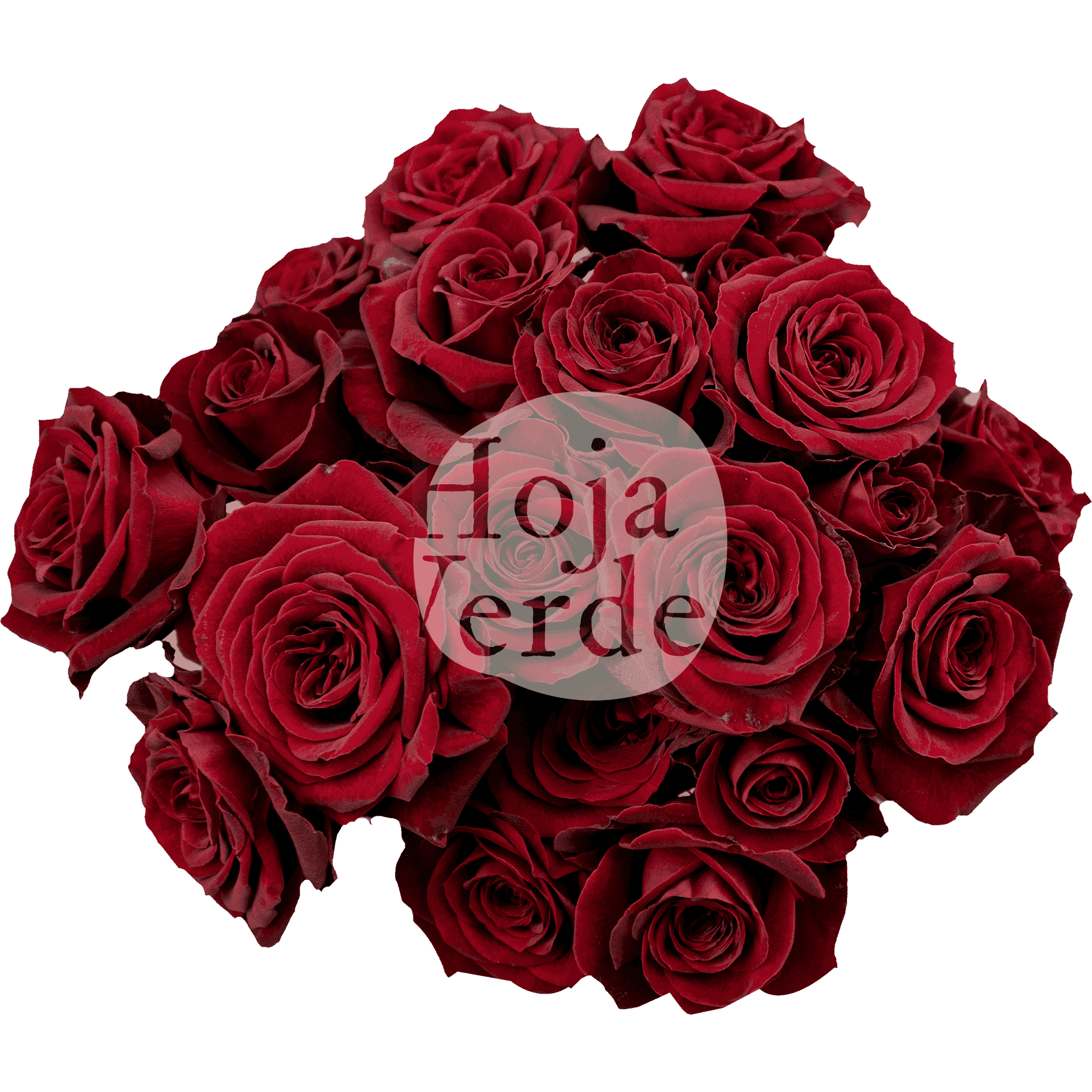 Rubicon, Ecuadorian bold red spray rose by Hoja Verde