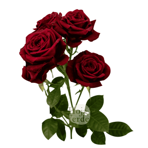 Rubicon, Ecuadorian bold red spray rose by Hoja Verde