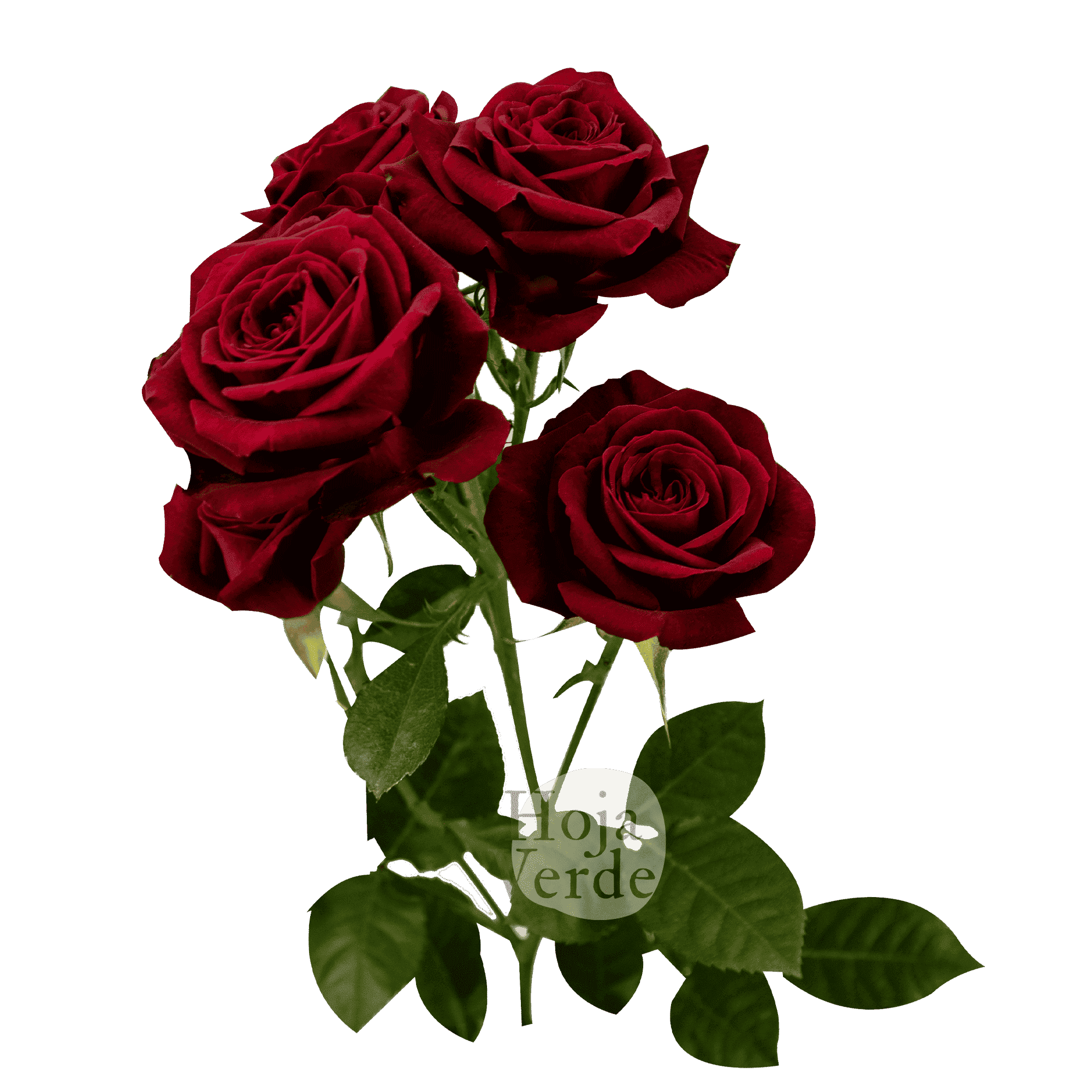 Rubicon, Ecuadorian bold red spray rose by Hoja Verde