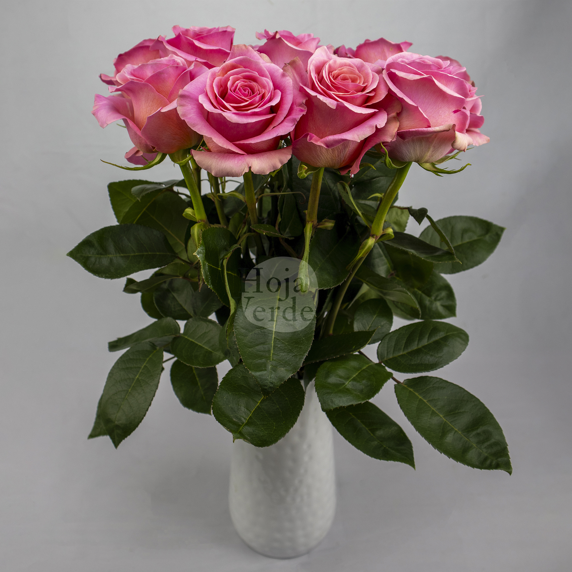 Saga By Hoja Verde, is a premium Ecuadorian rose with a balanced medium pink tone