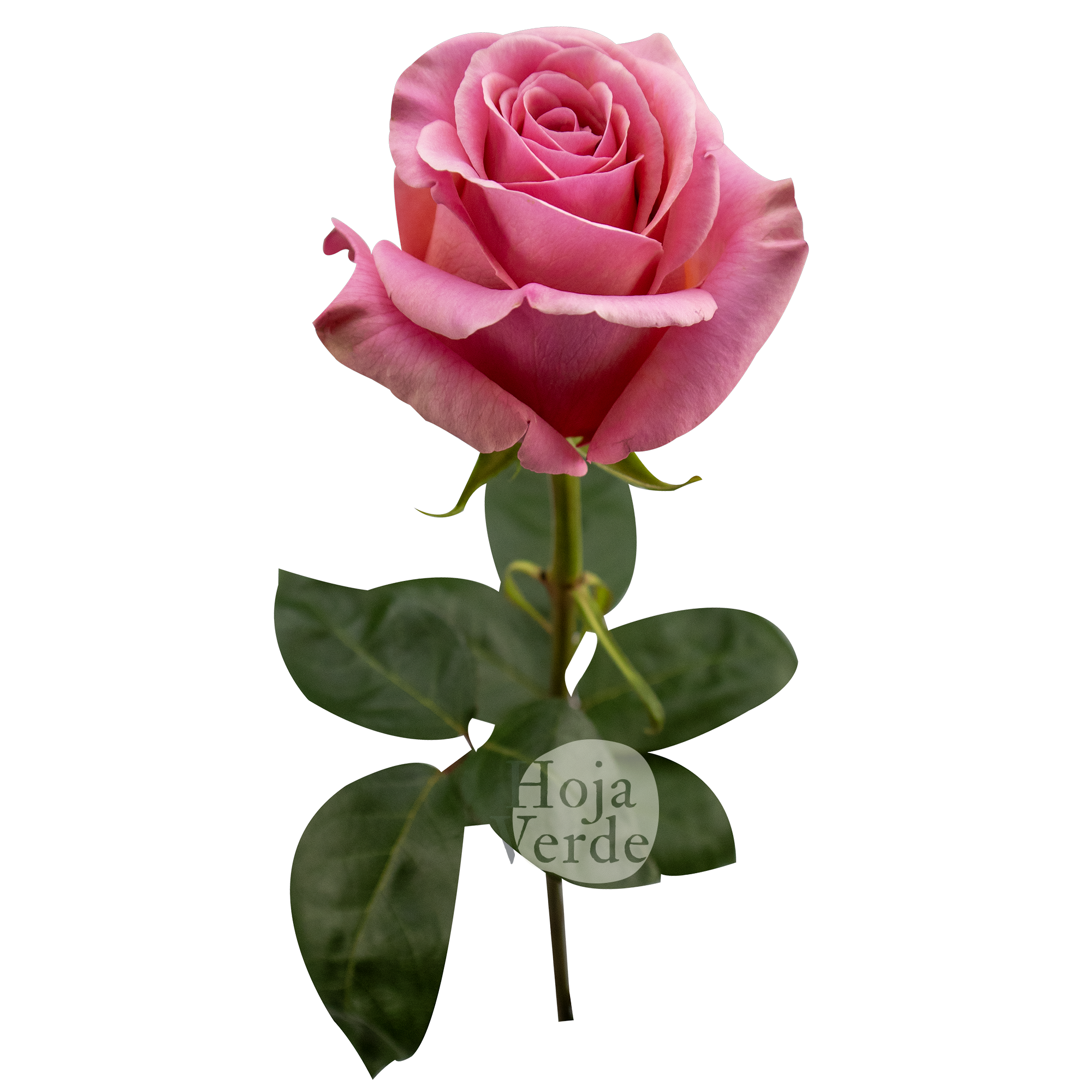 Saga By Hoja Verde, is a premium Ecuadorian rose with a balanced medium pink tone