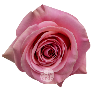 Saga By Hoja Verde, is a premium Ecuadorian rose with a balanced medium pink tone