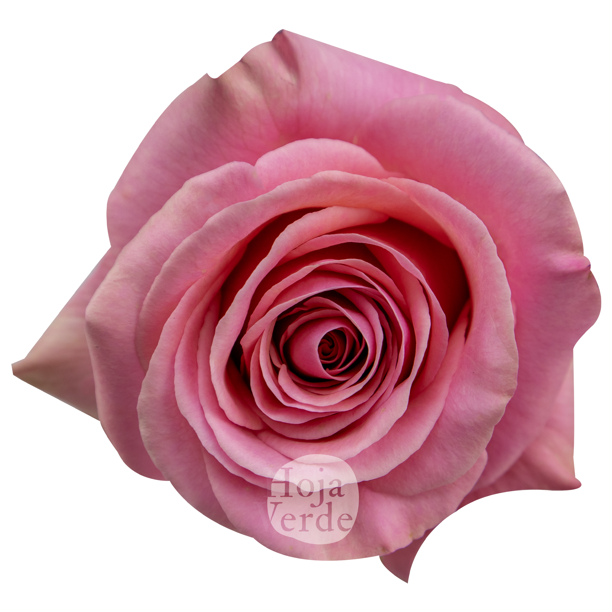 Saga By Hoja Verde, is a premium Ecuadorian rose with a balanced medium pink tone
