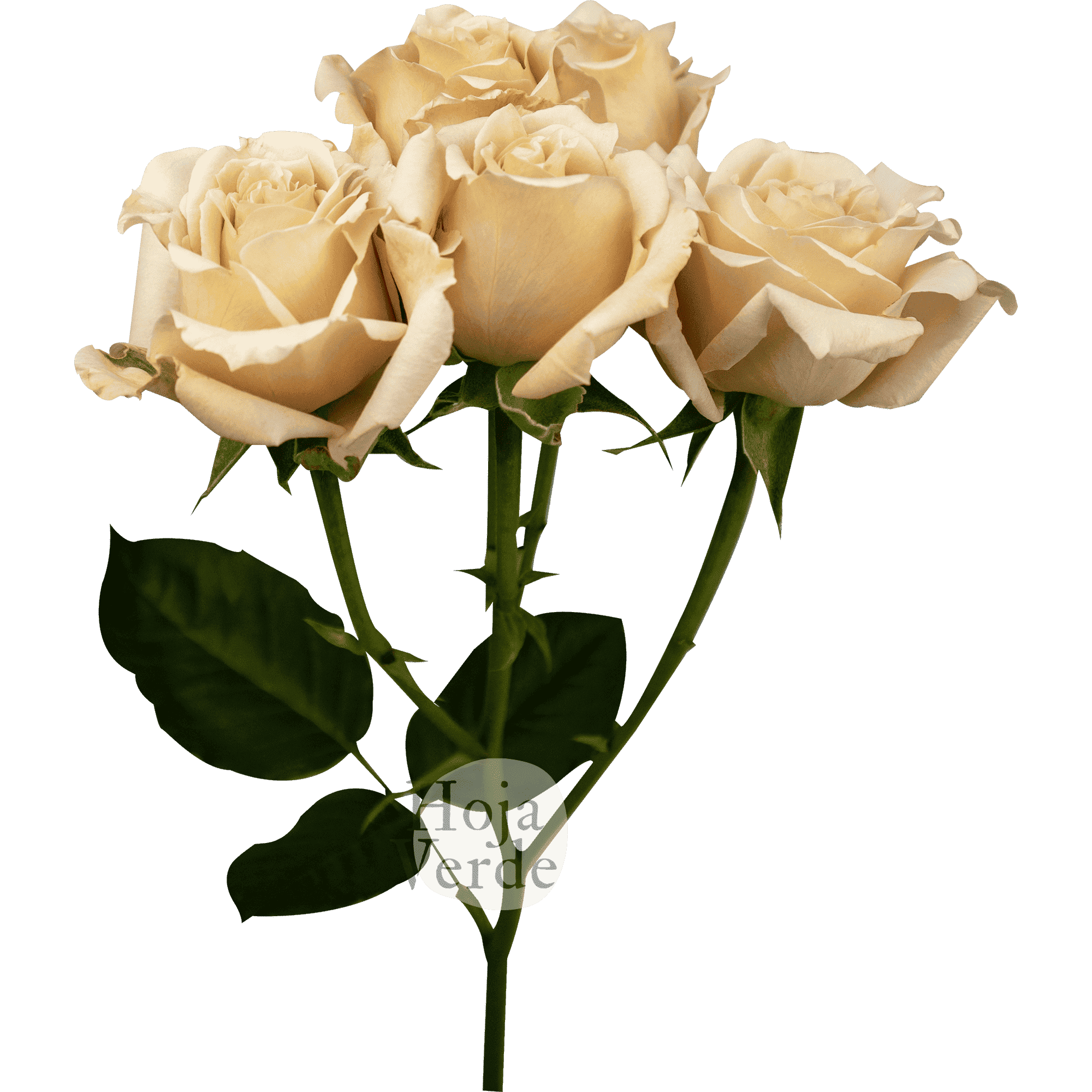 Sahara Sensation, Ecuadorian warm peach spray rose by Hoja Verde