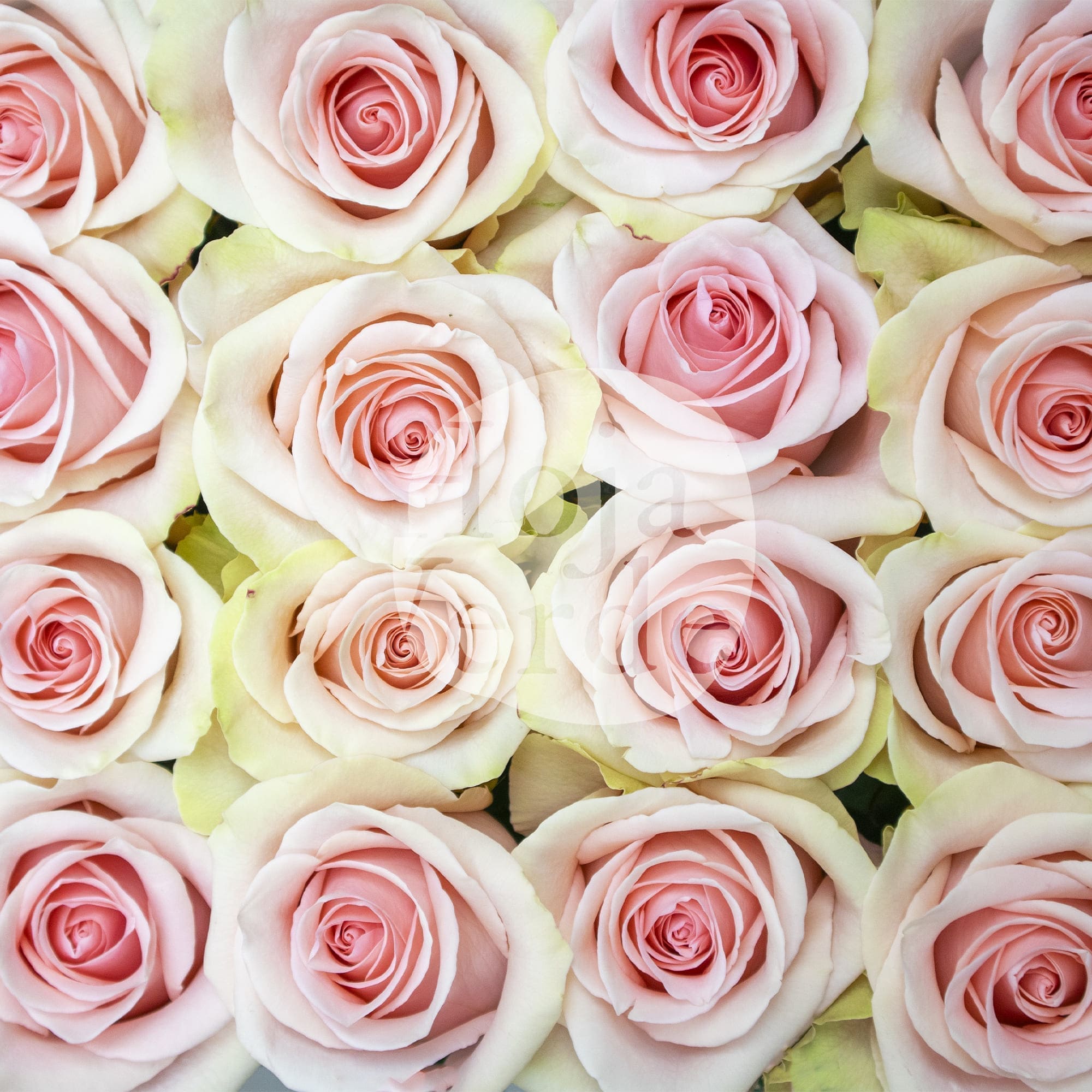 Salma, Ecuadorian rose by Hoja Verde — soft pink with green tea outer petals