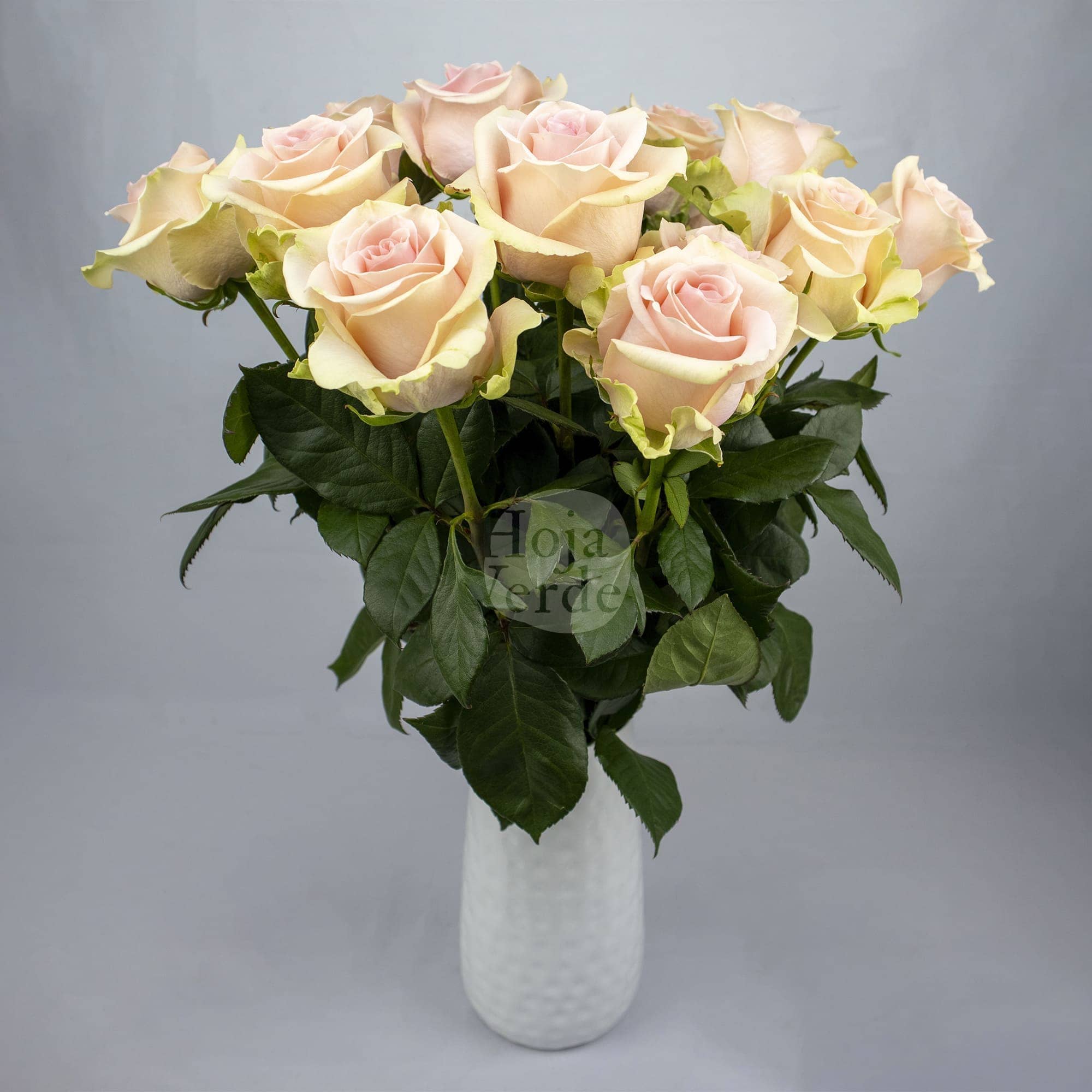 Salma, Ecuadorian rose by Hoja Verde — soft pink with green tea outer petals