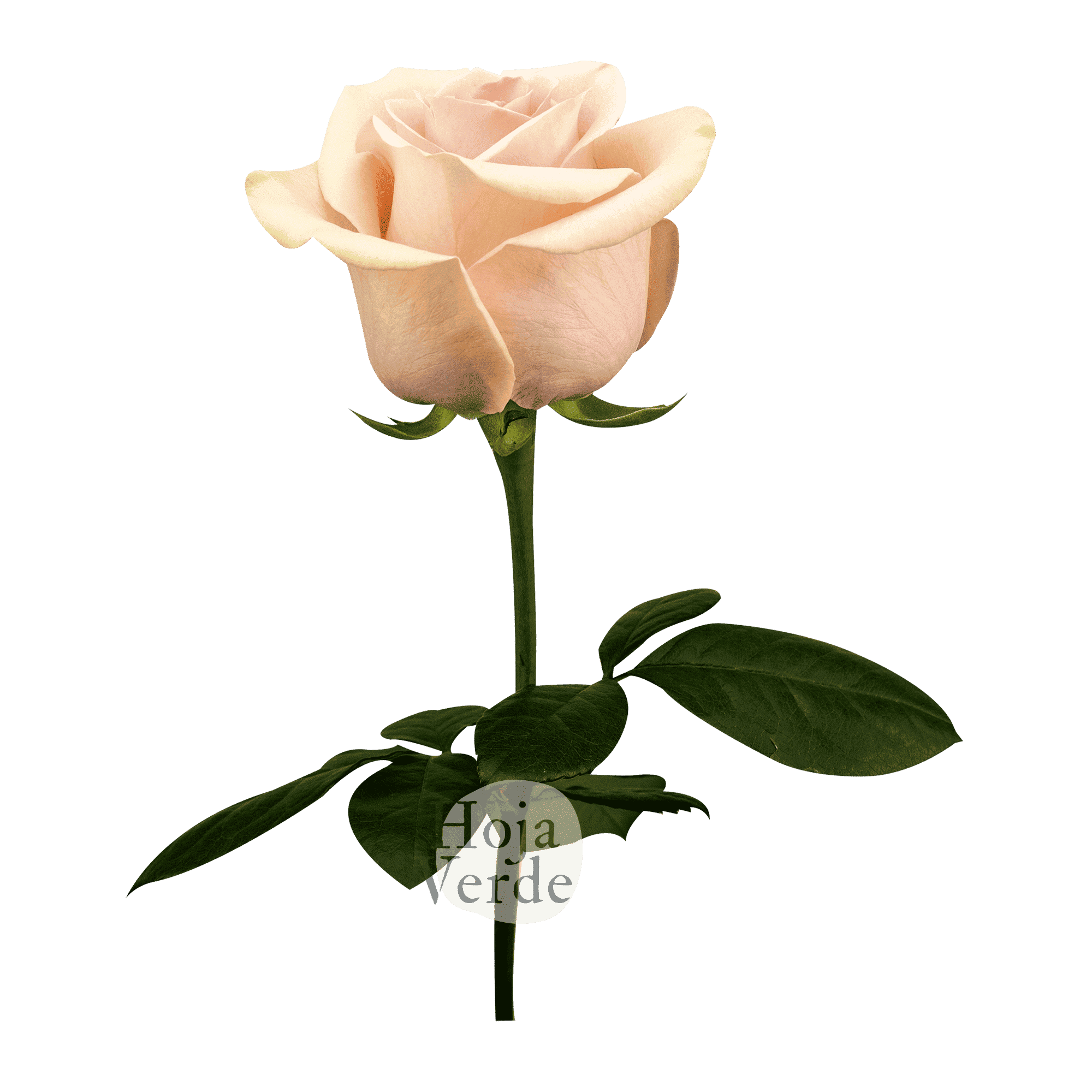 Salma, Ecuadorian rose by Hoja Verde — soft pink with green tea outer petals