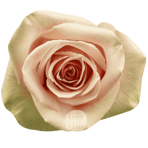 Salma, Ecuadorian rose by Hoja Verde — soft pink with green tea outer petals