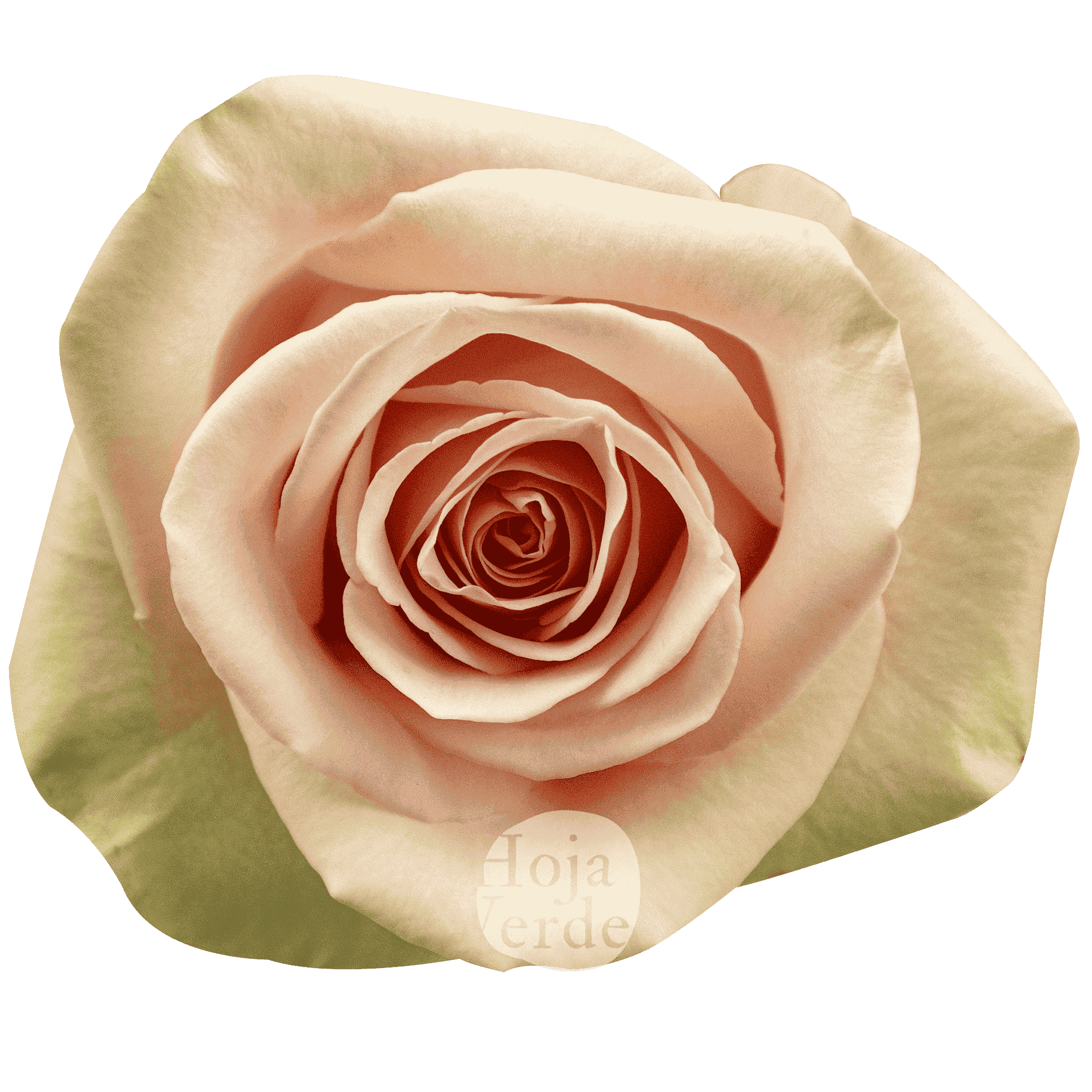Salma, Ecuadorian rose by Hoja Verde — soft pink with green tea outer petals