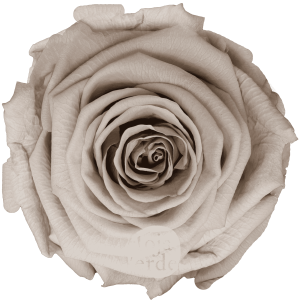 Discover Sand by Hoja Verde, preserved and tinted Ecuadorian rose in a delicate pastel sand tone