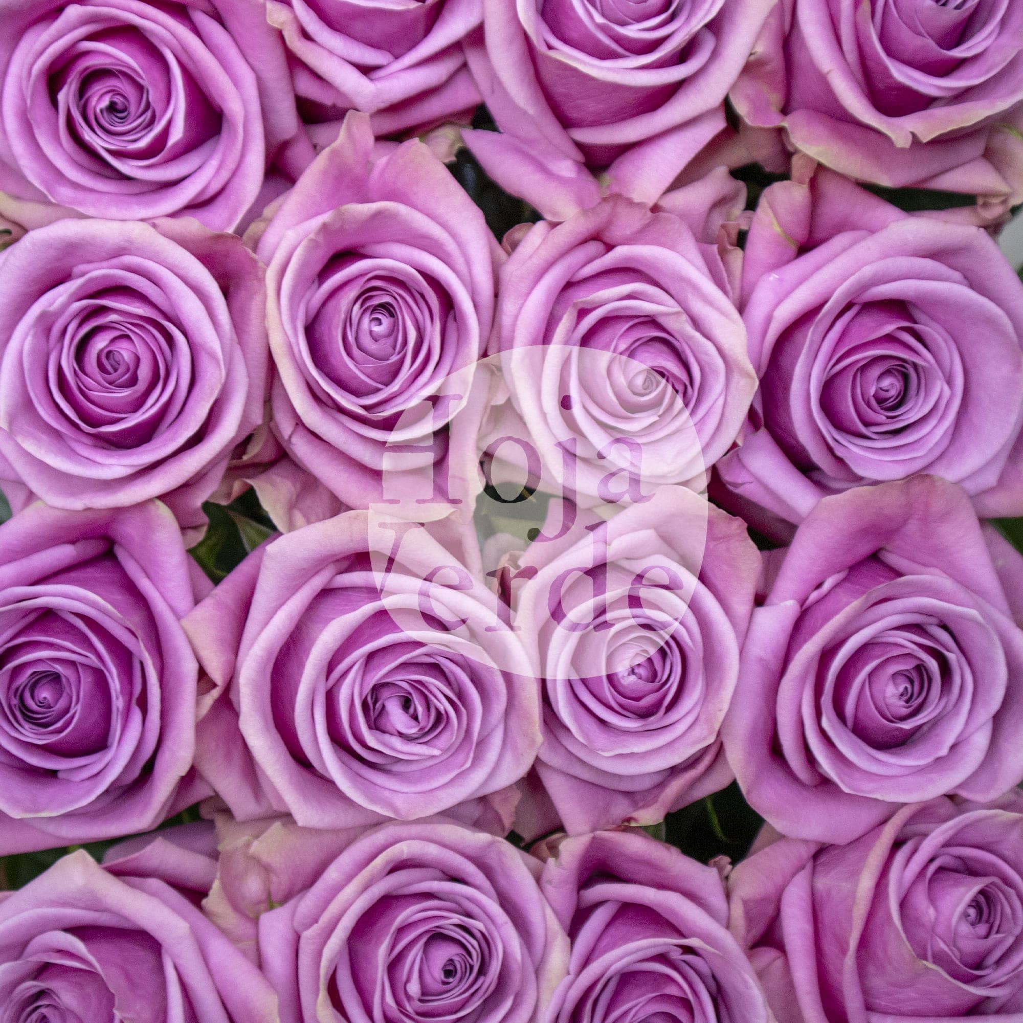 Scandal, Ecuadorian rose by Hoja Verde — lavender with soft pink tones