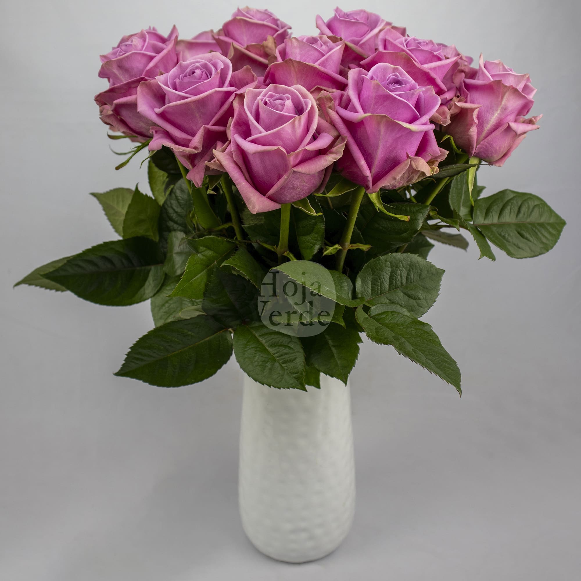 Scandal, Ecuadorian rose by Hoja Verde — lavender with soft pink tones