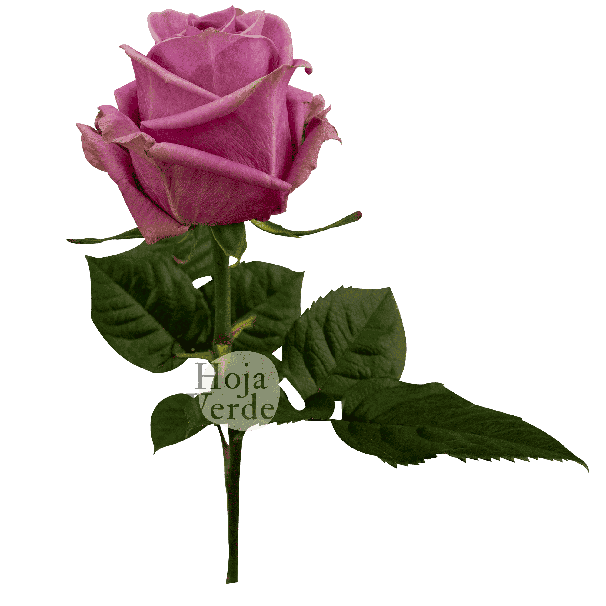 Scandal, Ecuadorian rose by Hoja Verde — lavender with soft pink tones
