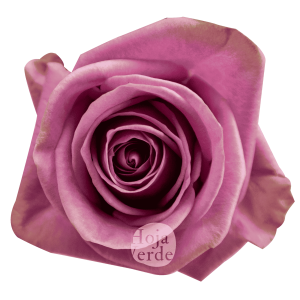 Scandal, Ecuadorian rose by Hoja Verde — lavender with soft pink tones