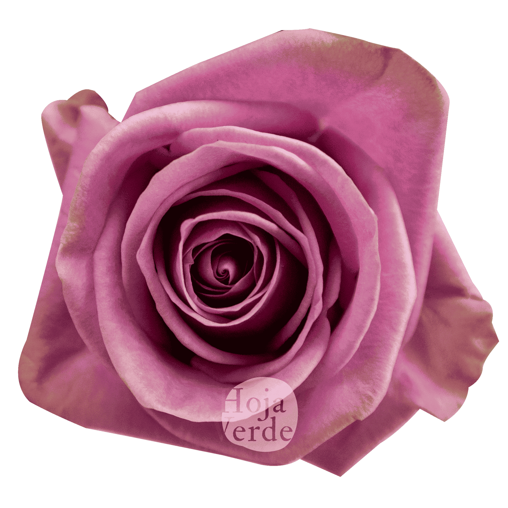 Scandal, Ecuadorian rose by Hoja Verde — lavender with soft pink tones