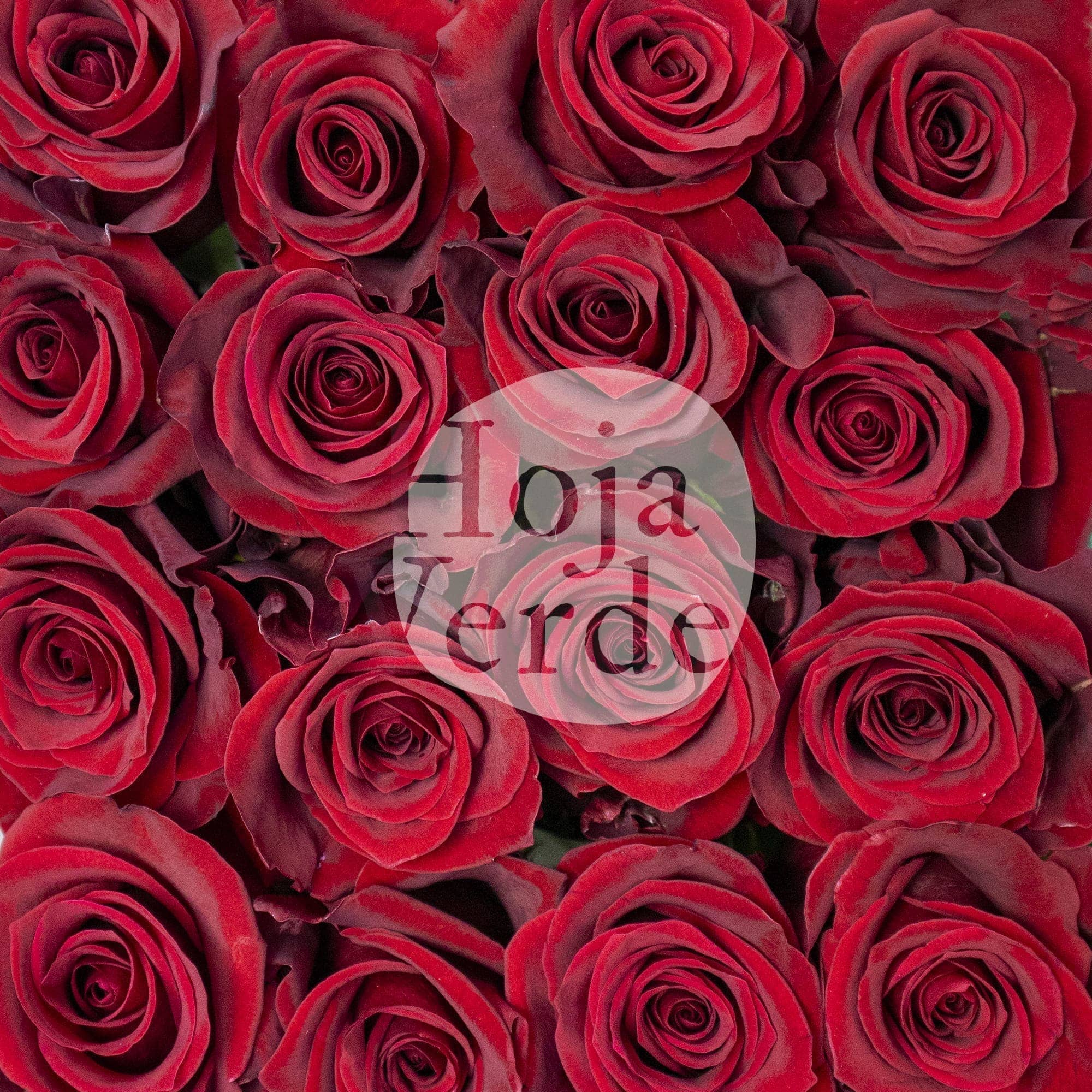 Scarlatta by Hoja Verde, premium Ecuadorian rose — dark red variety