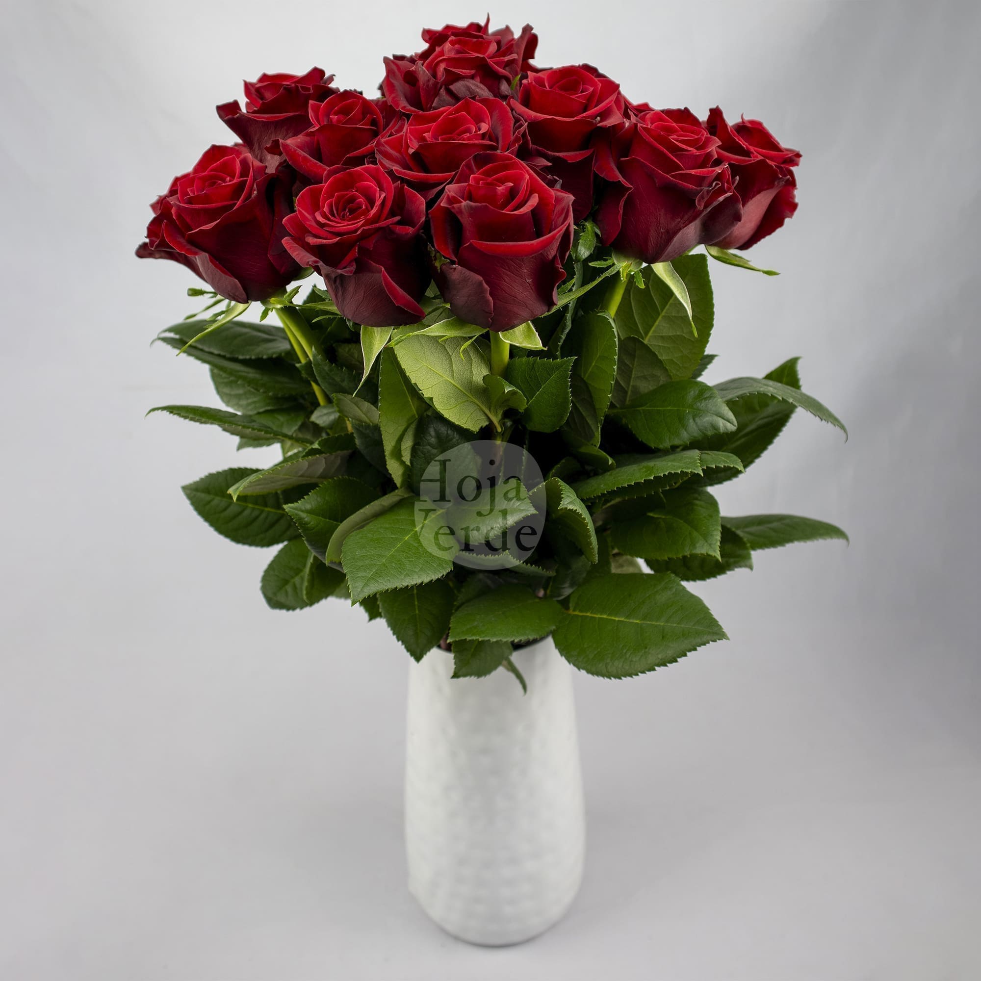 Scarlatta by Hoja Verde, premium Ecuadorian rose — dark red variety