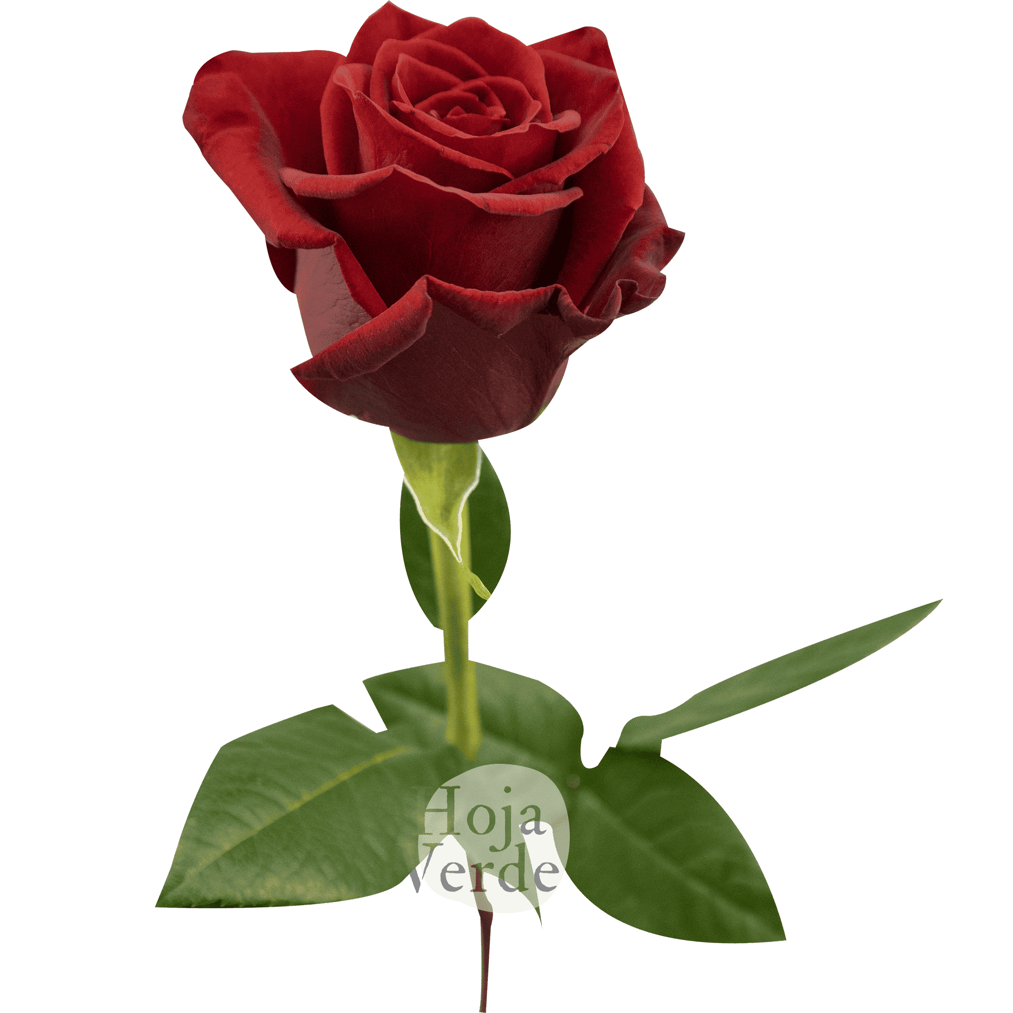 Scarlatta by Hoja Verde, premium Ecuadorian rose — dark red variety