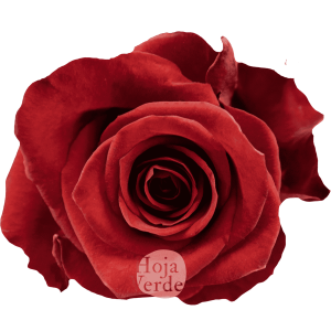 Scarlatta by Hoja Verde, premium Ecuadorian rose — dark red variety