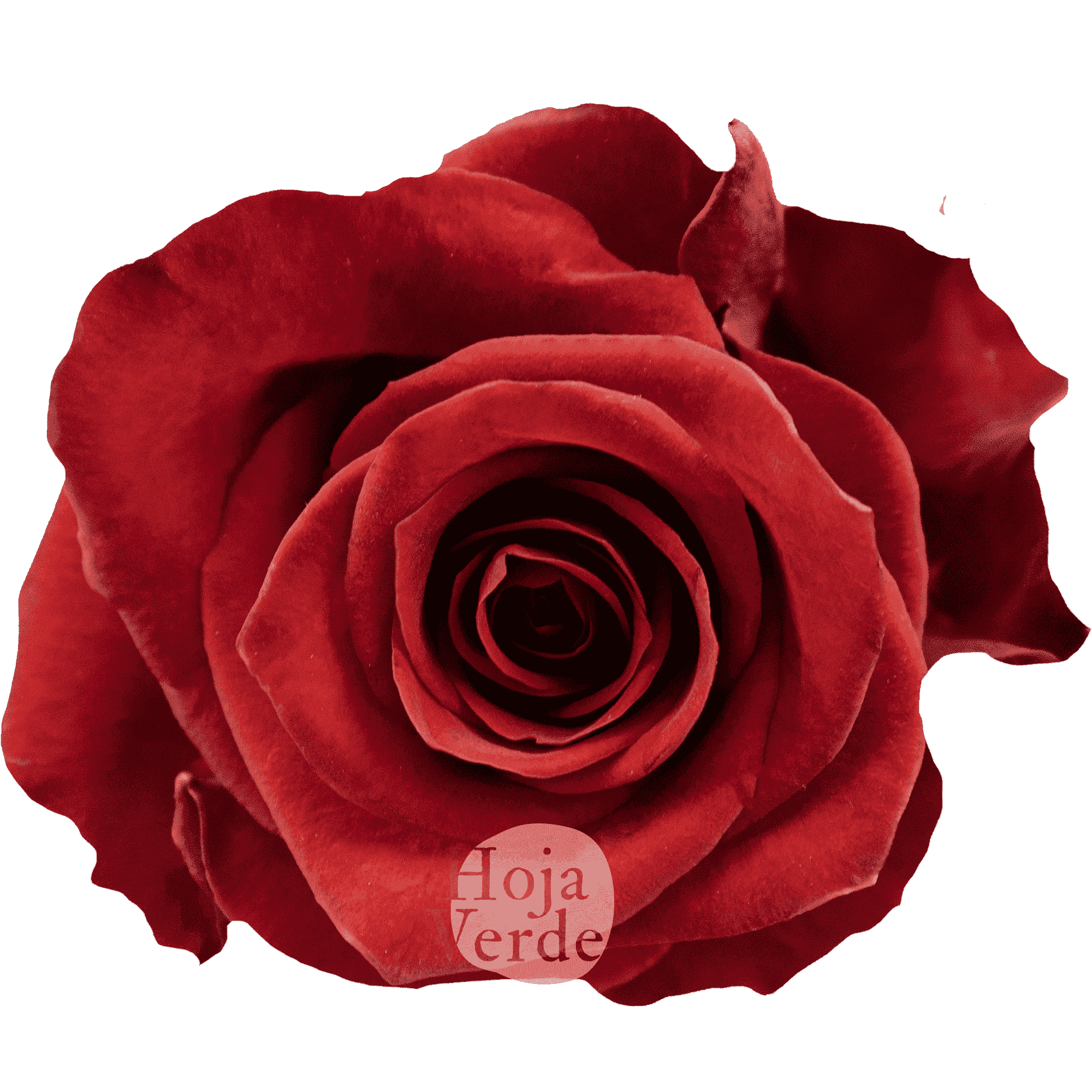 Scarlatta by Hoja Verde, premium Ecuadorian rose — dark red variety