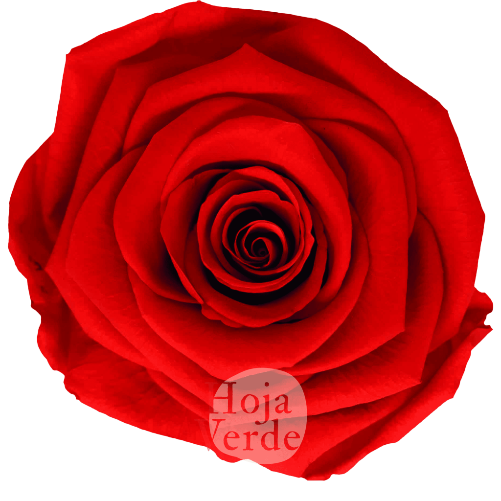 Scarlet by Hoja Verde, Ecuadorian Preserved & Tinted Rose