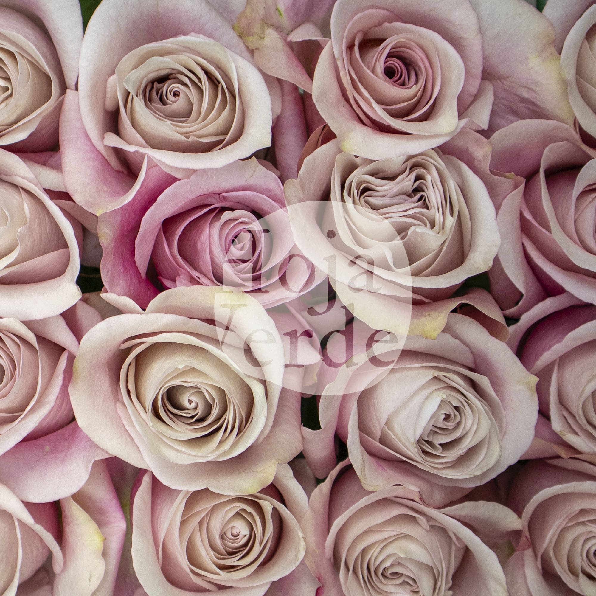 Secret Garden by Hoja Verde, Ecuadorian rose — pale pink shade
