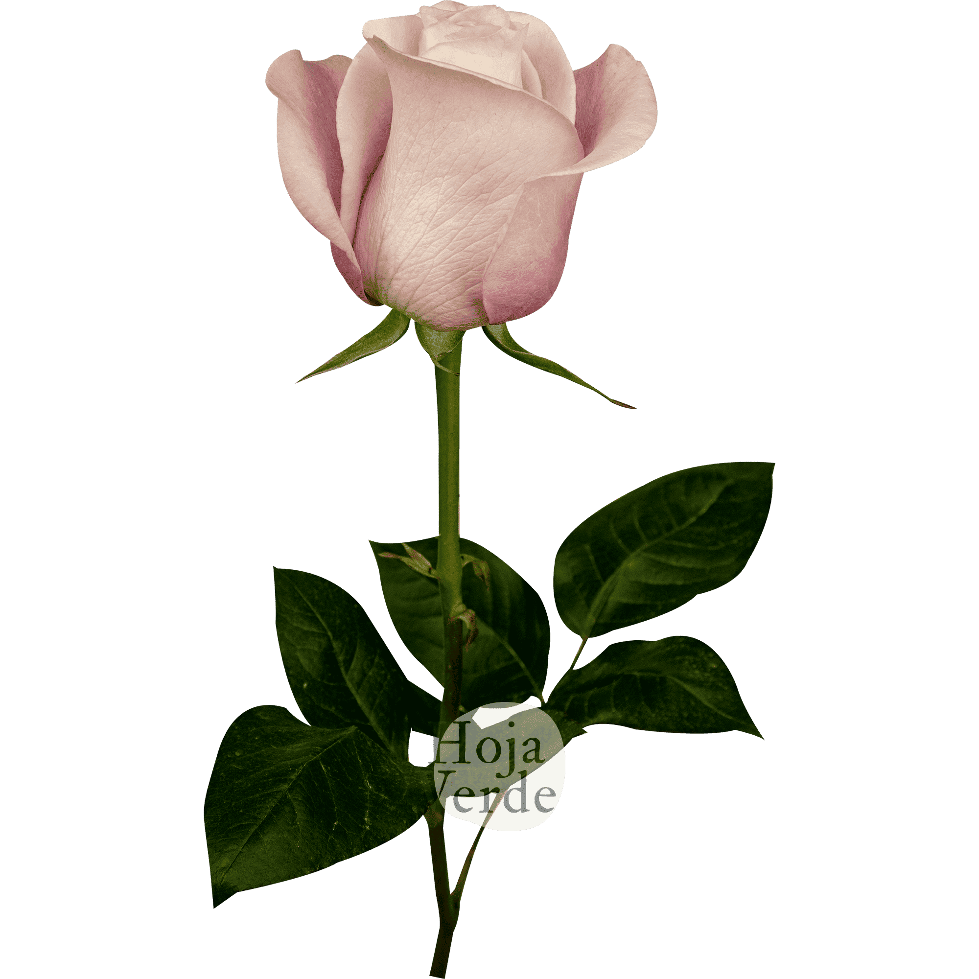 Secret Garden by Hoja Verde, Ecuadorian rose — pale pink shade