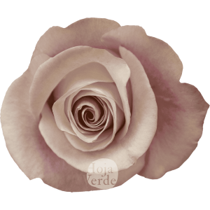 Secret Garden by Hoja Verde, Ecuadorian rose — pale pink shade